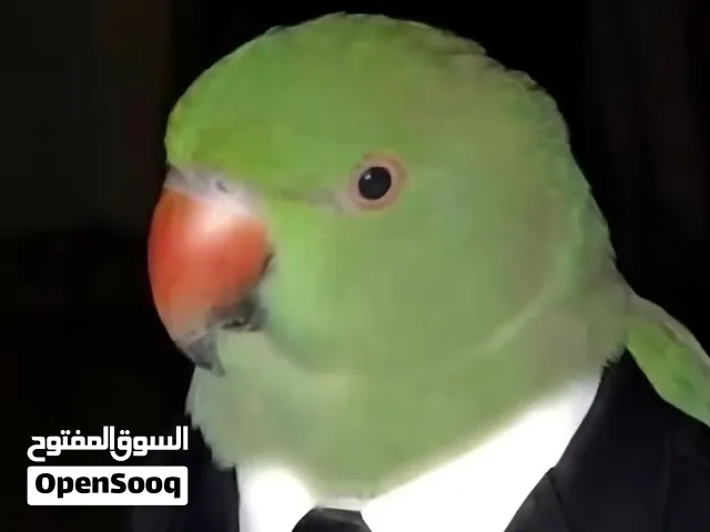 مطلوب ببغاء غير أليف عادي