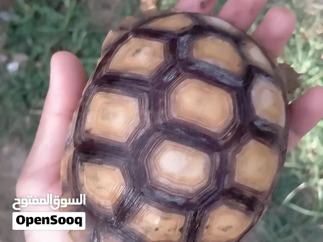 سلاحف السولكاتا العملاقه و حلزونات ب اسعار مناسبه