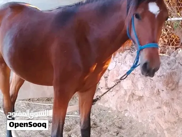 مهرة بدوية عربية