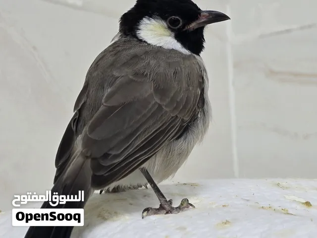 Tame Bulbul, Mynah Shagraq Birds