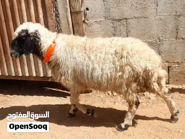 عقيقه ذبيحه فدو نذر بلدي سن نظيف الموقع سحاب السعر 155 نهائي يوجد خدمه ذبح