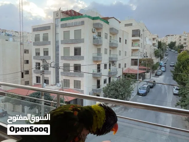 ببغاء لوري اليف -متكلم