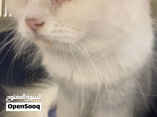 بسبوس قط مكس