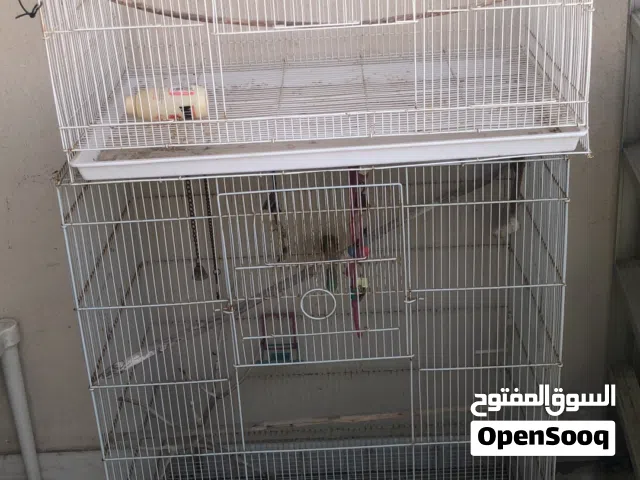 2 birds cage