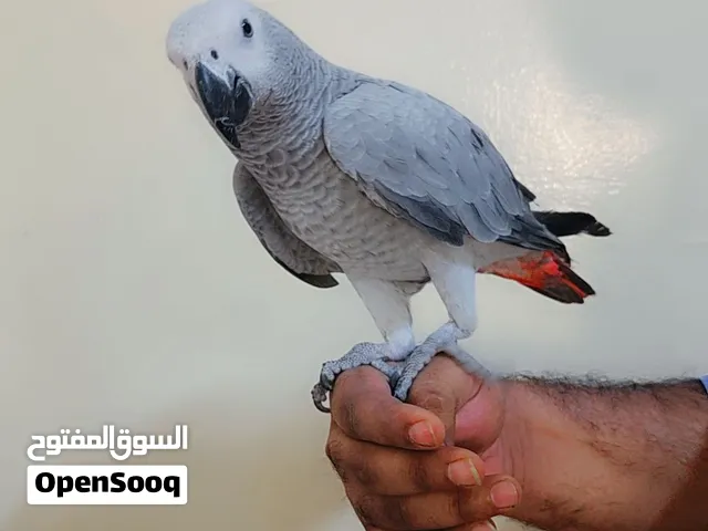 African grey (kasko) 8 months super jambo size full friendly with papers