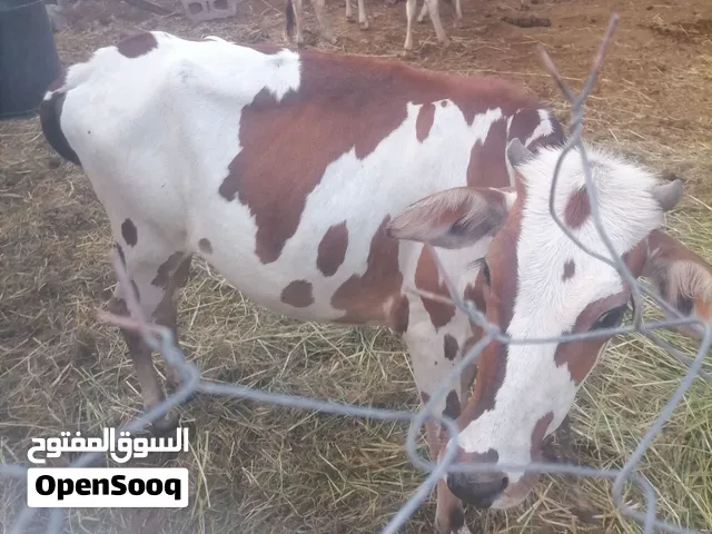 عجلات ثنتين للبيع