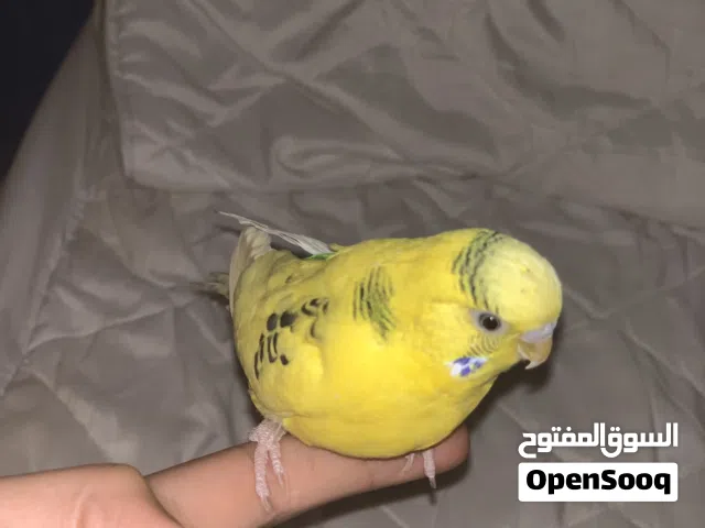 بادجي  ذكر