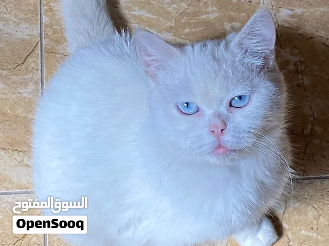 قطة ل التبني مخيم قلنديا