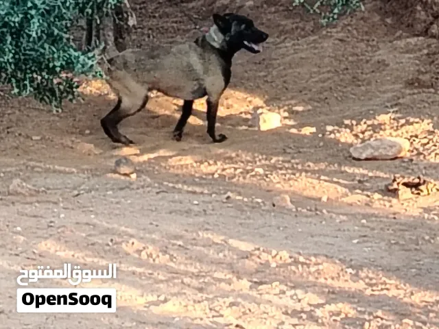 كلب ومعاه جروللبيع