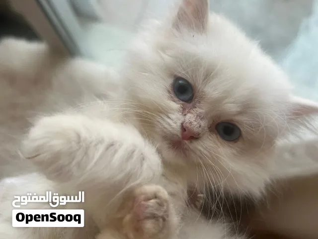 قطة انثى شيرازي بيور للتبني برسوم مع اغراضها