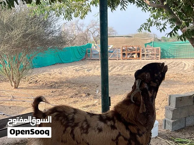 فحل باكستان