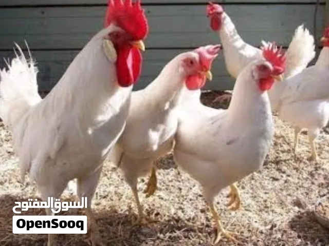 بسم الله الرحمن الرحيم متوفر ديوك مزارع بصلات على النبي صوت ماشاءالله وصحه ونضافه