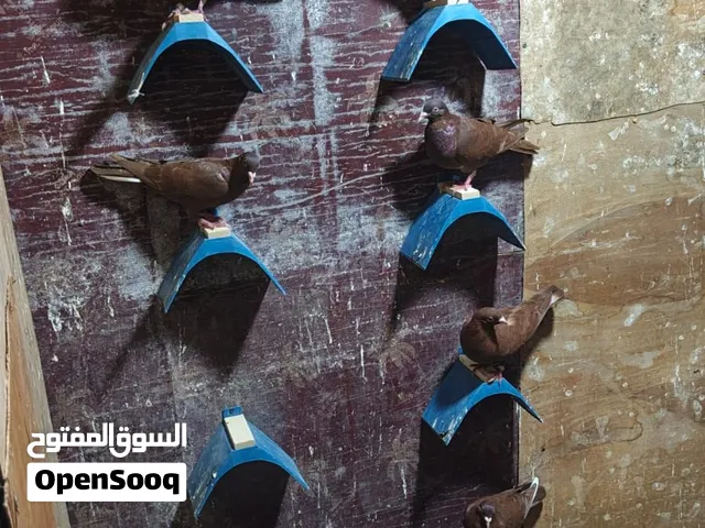 سلام عليكم متاح زواجل حمر البيع 30تك 10 مخاليف و 20كبار سعر الزوج 12 وبيهن مجال مكاني بصره حيانيه
