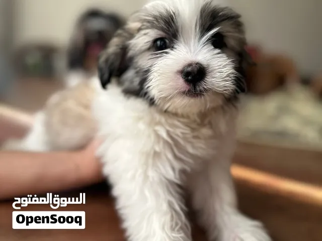 جراوي مالتيز عمر شهرين ونص ولادين بتطعيم