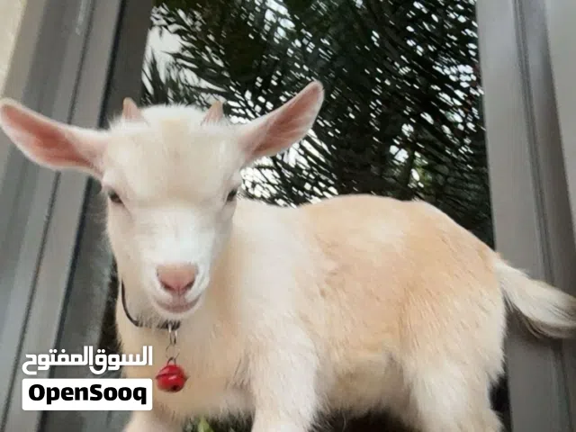 للبيع ماعز قزم ذكر