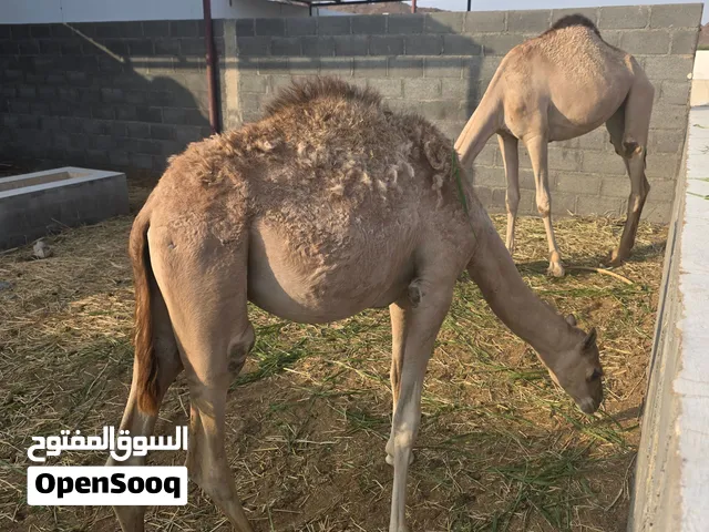 بكرة و قعود للبيع