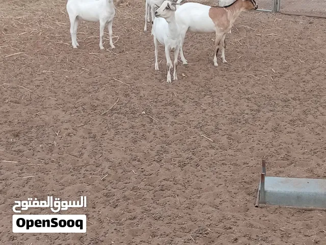صخله عمانيه التربيه عشار و تيوس صوماليه مطعومه 4 اشهر