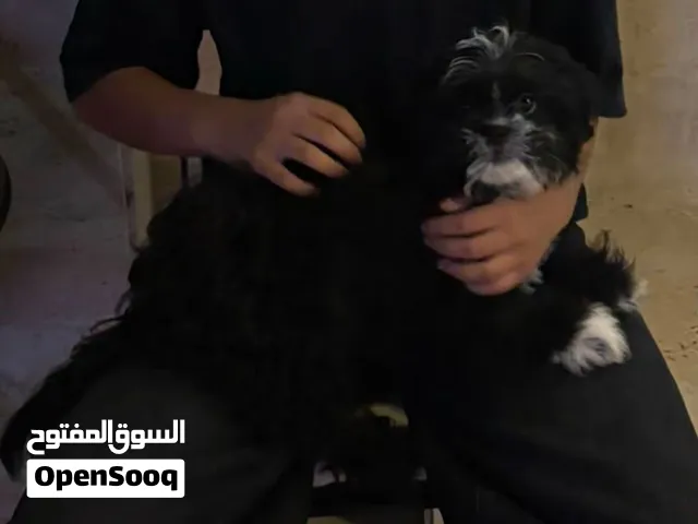 كلب شيتزو للبيع
