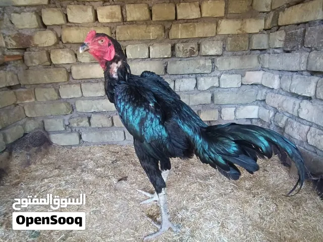 ديج هندي اسود للبيع