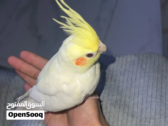 Hand tamed cocktails home breed and friendly