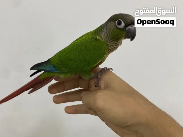 كنيور قرين شيك