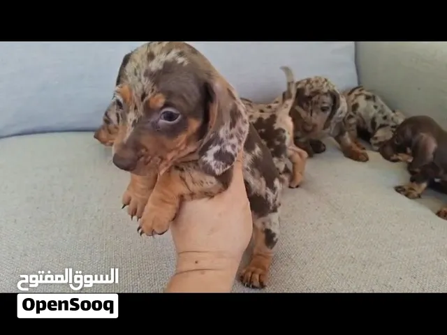 Isabella Chocolate Tan Daschund
