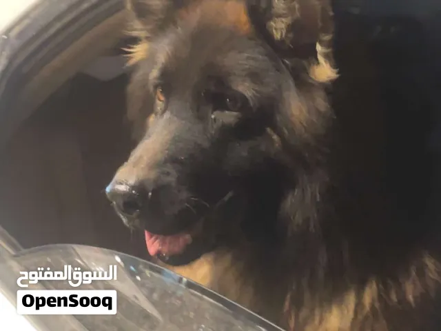 دكر لونق هير