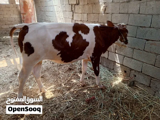 بجر هولندي اصل راكبه شهرين من أمهات طيبات خشنه وفقيره مال بيت