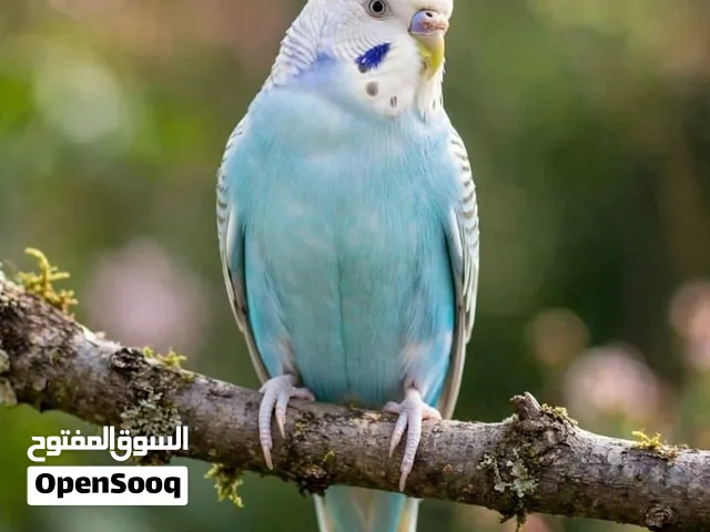 عصافير زينة للبيع