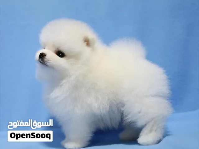 Teacup Pomeranian Puppy