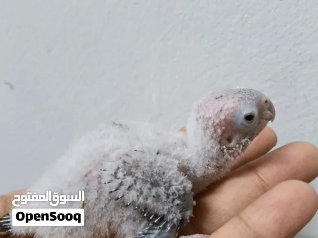 فروخ كنيور تركواز فايلوت