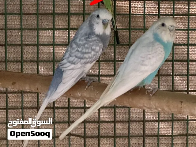 بادجي محلي زوج الوان مميزة