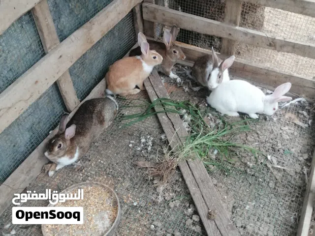 للبيع أرانب كبار ذكور فقط