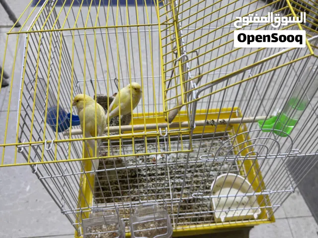 كناري للبيع