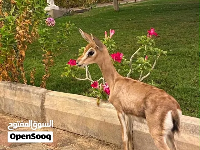 غزال الديماني اليف