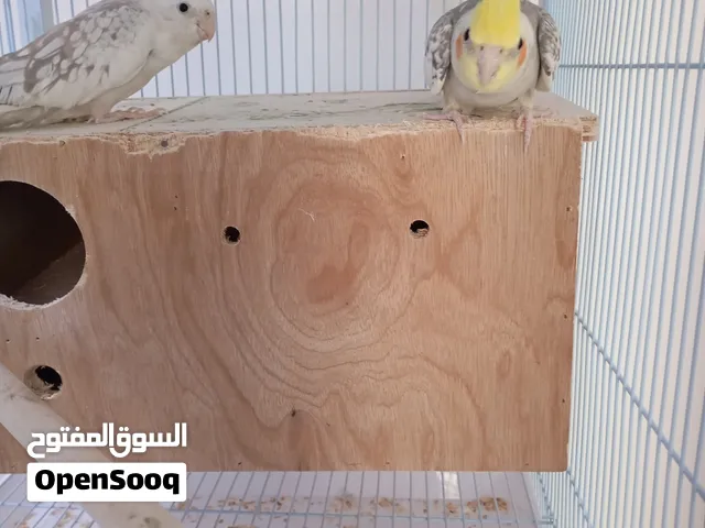 Cockatiel pair