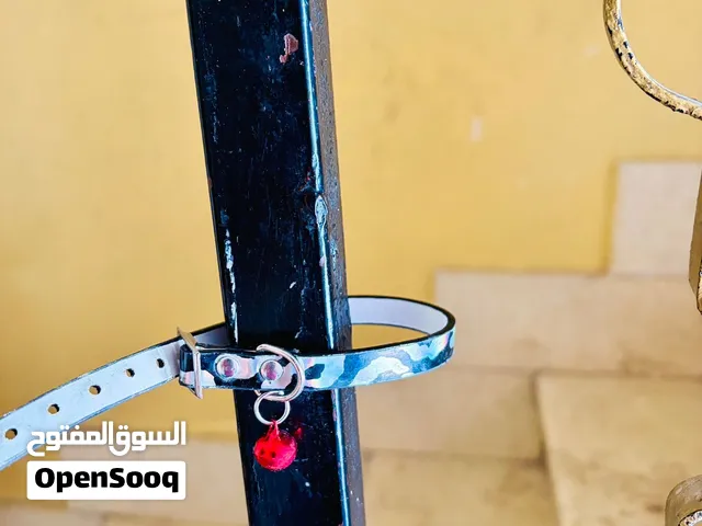 منزل للقطط