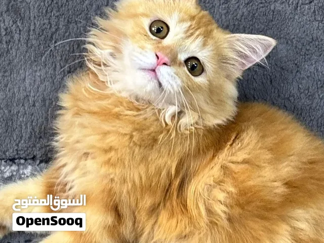 قط شيرازي بيور للبيع