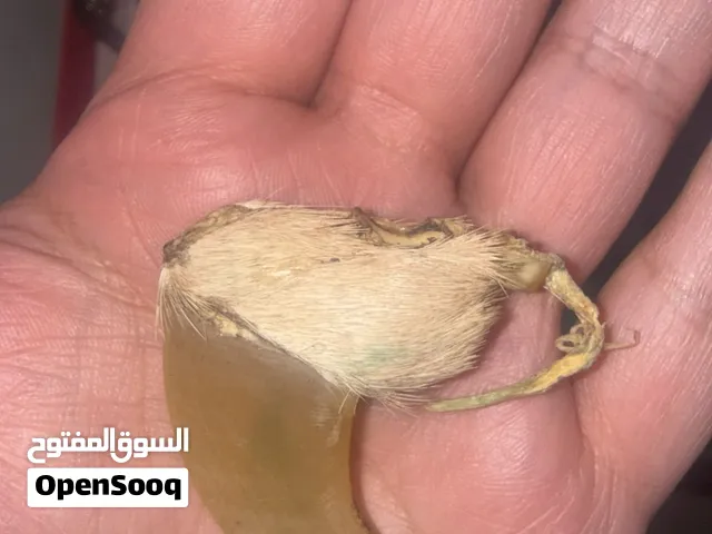 مخلب اسد العدد2