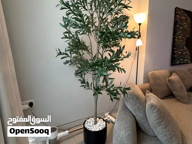 شجرة زيتون بارتفاع 190 سم