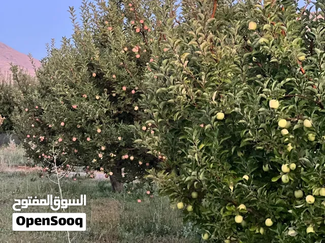 Fresh Iranian Apples for Export – Direct Supply