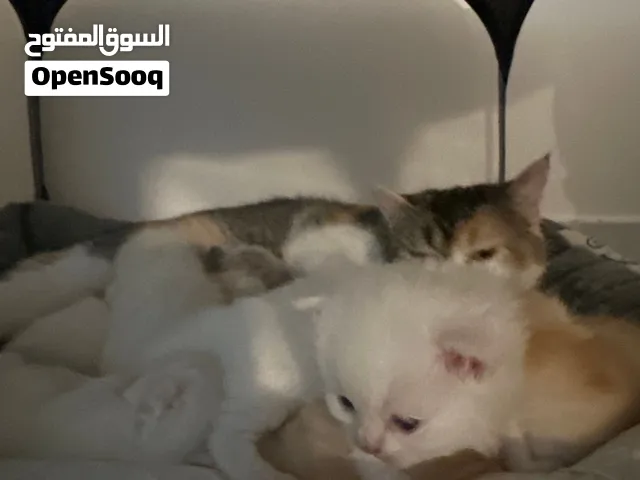 لتبني قطاوه بريتش نص شيرازي مع لتر بوكس و ألعابهم