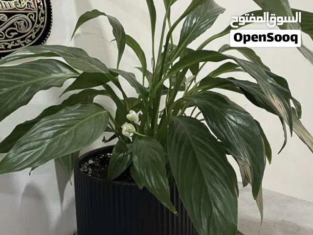 نبتة زنبق السلام