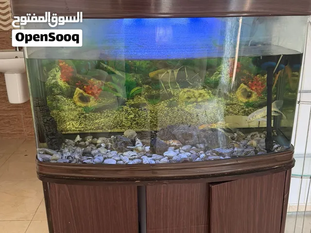حوض  مع السمك