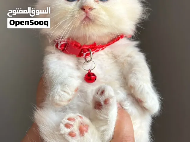 شيرازي مون فيس بيور