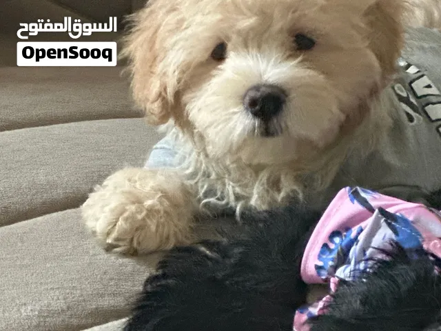 جرو هجين تشي زو على توي بودل