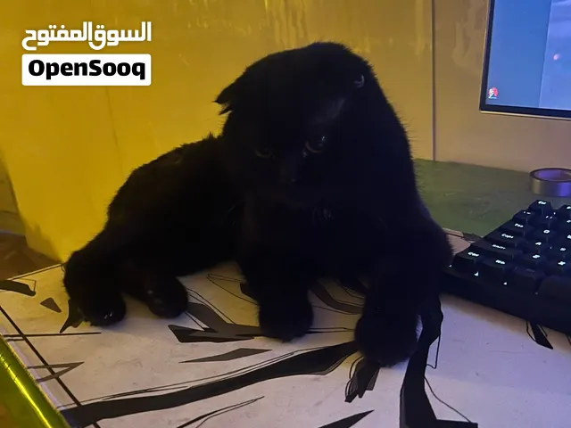 سلام عليكم للتبني