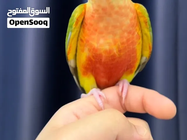 ببغاء كنيور باينبل pineapple conure