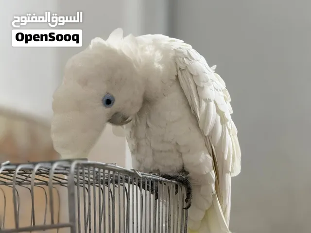 كوكاتو للبيع اليف وكلام وسوالف حلوه