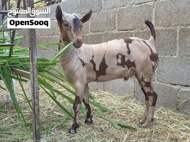 جدي صلالي جيشي سلاله طيبه الي يريد فحل